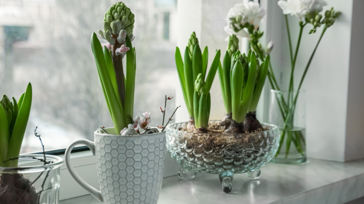 Een innovatieve Scandinavische methode verandert bollen in echte lichtbronnen dankzij een eenvoudige glazen pot